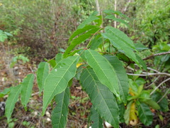 Astronium graveolens