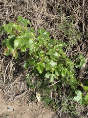 Jatropha gossypiifolia image