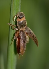 Agriotes