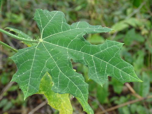 Cnidoscolus souzae, photograph 5