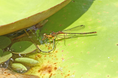 Austrocnemis splendida