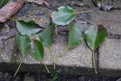 Trochodendron aralioides
