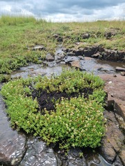 Crassula dependens