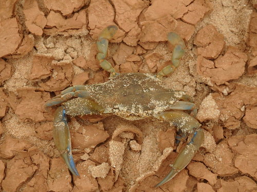 Callinectes amnicola
