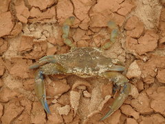 Callinectes amnicola