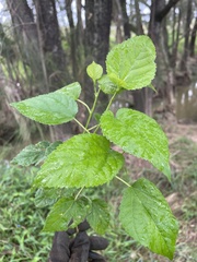 Morus nigra