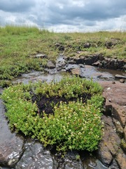 Crassula dependens