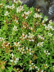 Crassula dependens