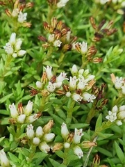 Crassula dependens