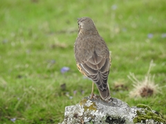 Turdus simensis