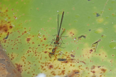 Austrocnemis splendida