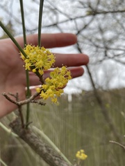 Cornus mas