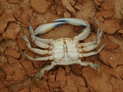 Callinectes amnicola