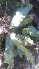 Asplenium scolopendrium americanum