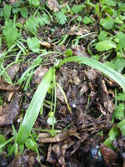Galanthus lagodechianus