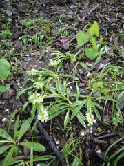 Orchis pallens