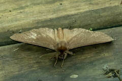 Phyllalia