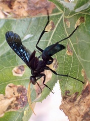 Pompiloidea
