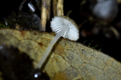 Pseudohydropus parafunebris
