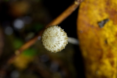 Pseudohydropus parafunebris