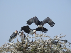 Leptoptilos crumenifer