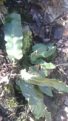 Asplenium scolopendrium americanum