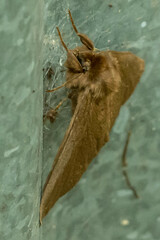 Phyllalia
