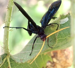 Pompiloidea