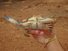 Callinectes amnicola