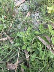 Grangea maderaspatana