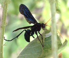 Pompiloidea
