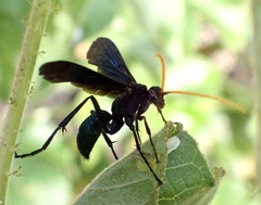 Pompiloidea