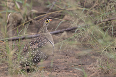 Pterocles bicinctus