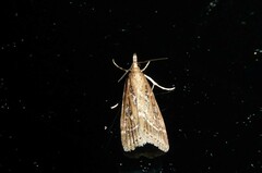 Eudonia octophora