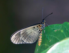 Acraea esebria