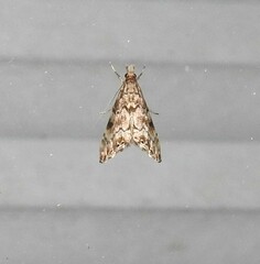 Glaucocharis parorma