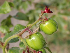 Jatropha gossypiifolia image