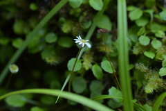 Lagenophora strangulata