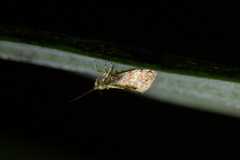 Sabatinca chalcophanes