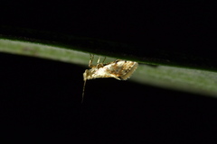 Sabatinca chalcophanes