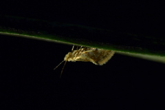 Sabatinca chalcophanes