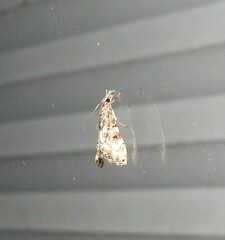 Glaucocharis parorma