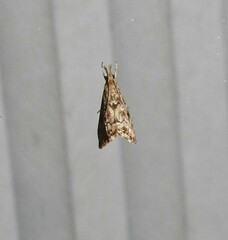 Glaucocharis parorma