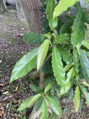 Elaeocarpus serratus