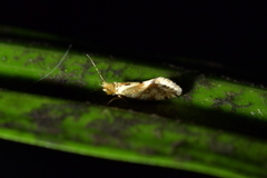Sabatinca chalcophanes