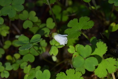 Oxalis magellanica