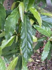 Elaeocarpus serratus