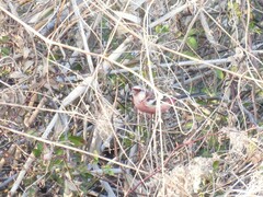 Carpodacus sibiricus