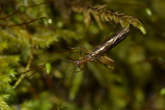 Gripopterygidae