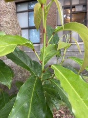 Elaeocarpus serratus